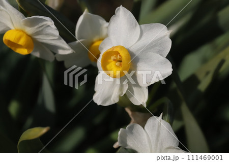 早春の庭に咲く白いフサザキスイセンの花 111469001