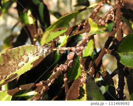 ナナミノキに付着したすす病による黒い汚れ 111469092