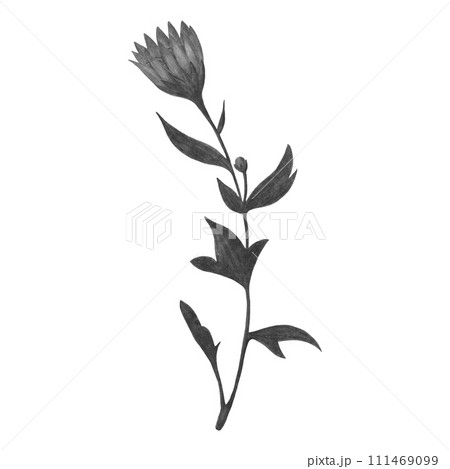 Hand Drawn Black and White Chrysanthemum with Leaves Isolated on White Background. Hand Drawn Black and White Chrysanthemum with Leaves Isolated on White Background. 111469099