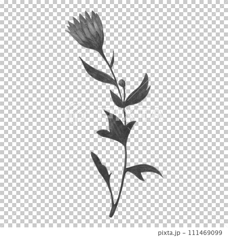Hand Drawn Black and White Chrysanthemum with Leaves Isolated on White Background. Hand Drawn Black and White Chrysanthemum with Leaves Isolated on White Background. 111469099