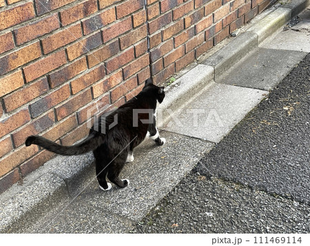 お散歩中の野良猫 111469114
