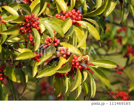 ナナミノキの赤い実 111469165