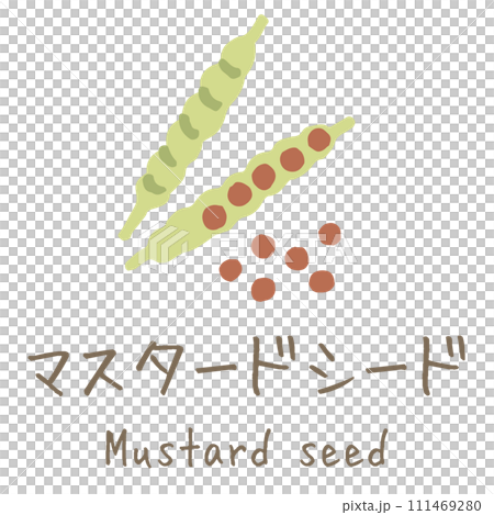 Mustard seed illustration 111469280