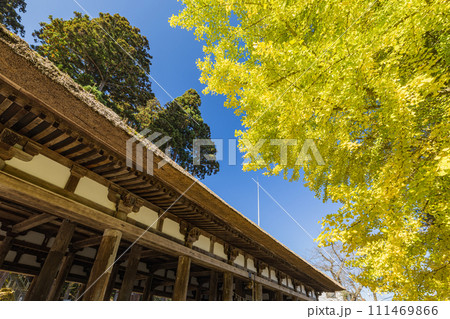 日本 福島県喜多方市慶徳町新宮の新宮熊野神社の大銀杏と熊野神社長床 日本 福島県喜多方市慶徳町新宮の新宮熊野神社の大銀杏と熊野神社長床 111469866