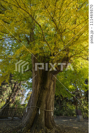 日本　福島県喜多方市慶徳町新宮の新宮熊野神社の大銀杏 111469870