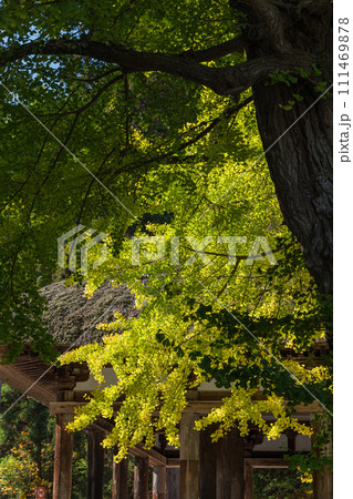 日本　福島県喜多方市慶徳町新宮の新宮熊野神社の大銀杏と熊野神社長床 111469878