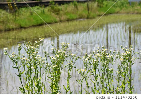 ハルジオン 111470250