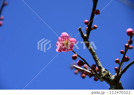 青空に映える梅の花 111470322