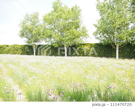 チャイブの花畑と白樺の木 111470720