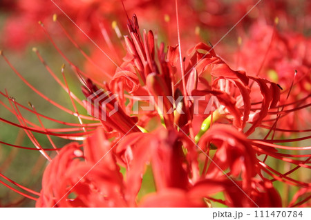 彼岸花 ＊ 曼珠沙華　　　・～・・Red magic lily・・～・　　 111470784