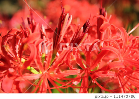 彼岸花 ＊ 曼珠沙華　　　・～・・Red magic lily・・～・　　 111470786