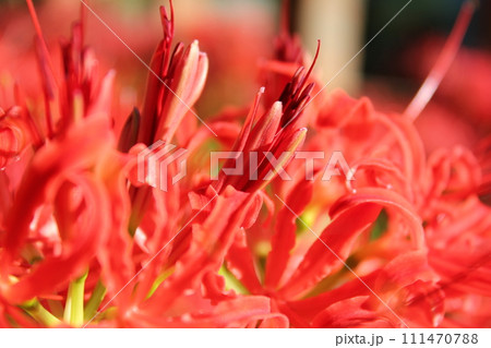 彼岸花 ＊ 曼珠沙華　　　・～・・Red magic lily・・～・　　 111470788