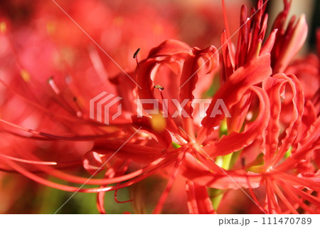 彼岸花 ＊ 曼珠沙華　　　・～・・Red magic lily・・～・　　 111470789