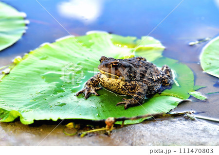 big frog, green leaf of water lily, water, reflection of clouds in water, close-up big frog, green leaf of water lily, water, reflection of clouds in water, close-up 111470803