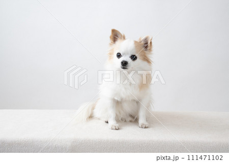 白バックとお座りしたチワワ 白バックとお座りしたチワワ 111471102