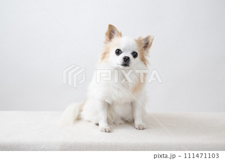 白バックとお座りしたチワワ 白バックとお座りしたチワワ 111471103