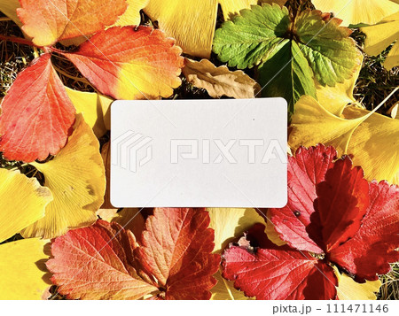 秋のイメージ_カラフルな落ち葉と白いカードの秋のフレーム 秋のイメージ_カラフルな落ち葉と白いカードの秋のフレーム 111471146