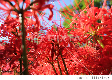 彼岸花 ＊ 曼珠沙華　　　・～・・Red magic lily・・～・　　 111471206