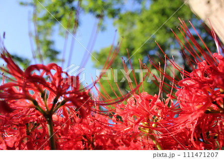彼岸花 ＊ 曼珠沙華　　　・～・・Red magic lily・・～・　　 111471207