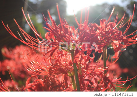 彼岸花 ＊ 曼珠沙華　　　・～・・Red magic lily・・～・　　 111471213