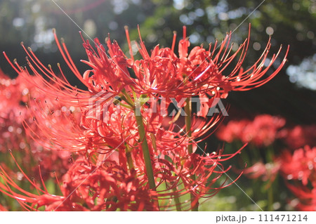 彼岸花 ＊ 曼珠沙華　　　・～・・Red magic lily・・～・　　 111471214