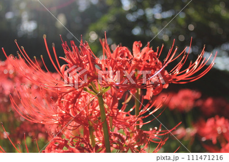 彼岸花 ＊ 曼珠沙華　　　・～・・Red magic lily・・～・　　 111471216