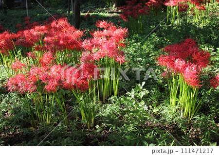 彼岸花 * 曼珠沙華 ・~・・Red magic lily・・~・ 彼岸花 * 曼珠沙華 ・~・・Red magic lily・・~・ 111471217