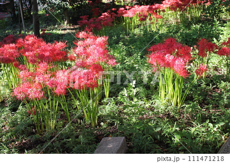 彼岸花 ＊ 曼珠沙華　　　・～・・Red magic lily・・～・　　 111471218