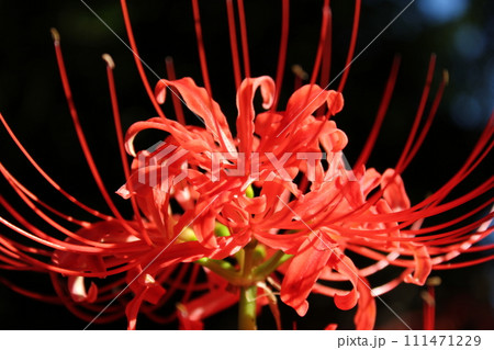 彼岸花 ＊ 曼珠沙華　　　・～・・Red magic lily・・～・　　 111471229