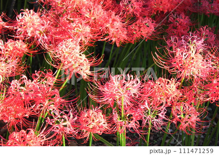 彼岸花 ＊ 曼珠沙華　　　・～・・Red magic lily・・～・　　 111471259
