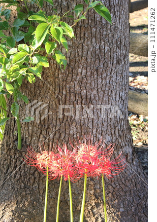 彼岸花 ＊ 曼珠沙華　　　・～・・Red magic lily・・～・　　 111471262