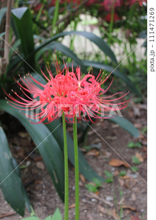 彼岸花 * 曼珠沙華 ・~・・Red magic lily・・~・ 彼岸花 * 曼珠沙華 ・~・・Red magic lily・・~・ 111471269