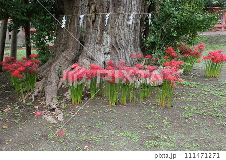 彼岸花 ＊ 曼珠沙華　　　・～・・Red magic lily・・～・　　 111471271