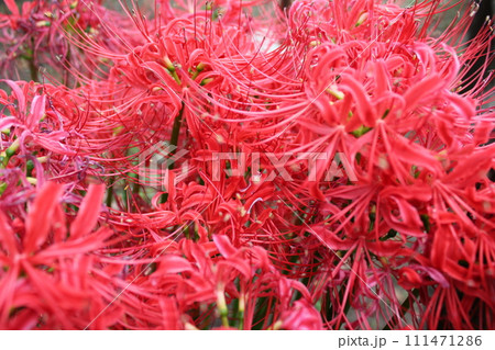 彼岸花 ＊ 曼珠沙華　　　・～・・Red magic lily・・～・　　 111471286