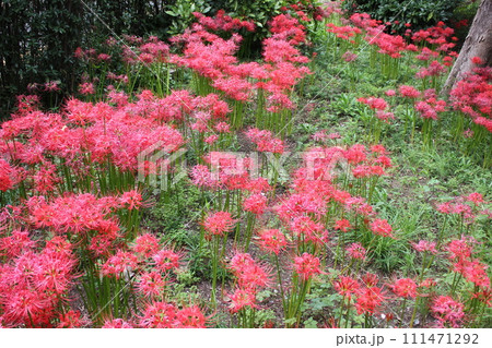 彼岸花 * 曼珠沙華 ・~・・Red magic lily・・~・ 彼岸花 * 曼珠沙華 ・~・・Red magic lily・・~・ 111471292