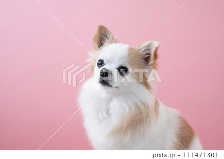 白バックとお座りしたチワワのバストアップ 111471301