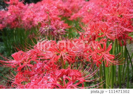 彼岸花 ＊ 曼珠沙華　　　・～・・Red magic lily・・～・　　 111471302