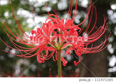 彼岸花 ＊ 曼珠沙華　　　・～・・Red magic lily・・～・　　 111471305