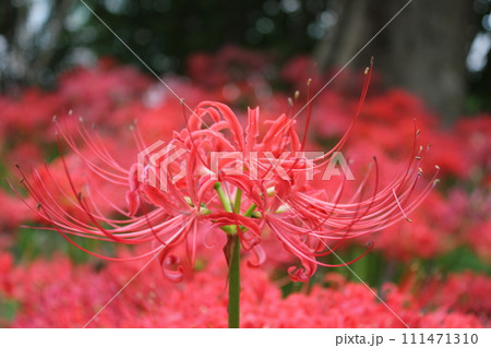 彼岸花 ＊ 曼珠沙華　　　・～・・Red magic lily・・～・　　 111471310