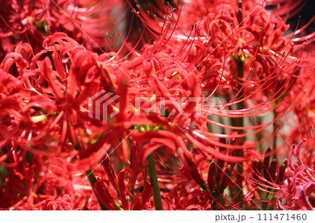 彼岸花 ＊ 曼珠沙華　　　・～・・Red magic lily・・～・　　 111471460