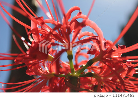 彼岸花 * 曼珠沙華 ・~・・Red magic lily・・~・ 彼岸花 * 曼珠沙華 ・~・・Red magic lily・・~・ 111471465