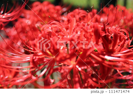彼岸花 ＊ 曼珠沙華　　　・～・・Red magic lily・・～・　　 111471474