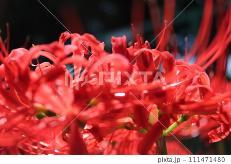 彼岸花 ＊ 曼珠沙華　　　・～・・Red magic lily・・～・　　 111471480