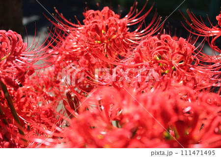 彼岸花 ＊ 曼珠沙華　　　・～・・Red magic lily・・～・　　 111471495