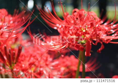 彼岸花 ＊ 曼珠沙華　　　・～・・Red magic lily・・～・　　 111471516