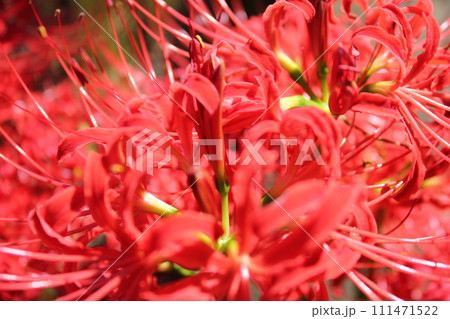 彼岸花 ＊ 曼珠沙華　　　・～・・Red magic lily・・～・　　 111471522
