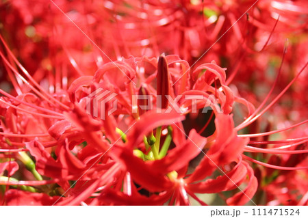 彼岸花 ＊ 曼珠沙華　　　・～・・Red magic lily・・～・　　 111471524