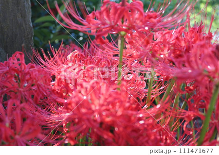彼岸花 ＊ 曼珠沙華　　　・～・・Red magic lily・・～・　　 111471677