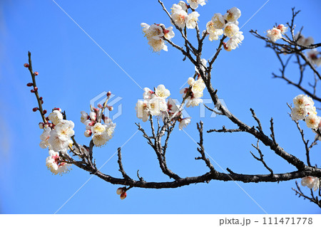梅の花 111471778