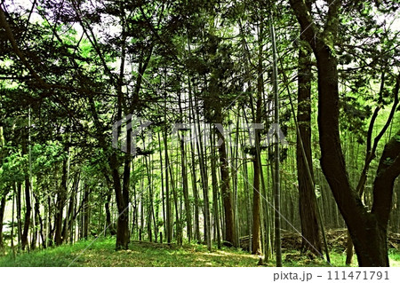 緑の中の竹林 緑の中の竹林 111471791